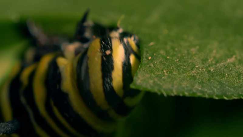 It's always interesting to see the caterpillars crawling