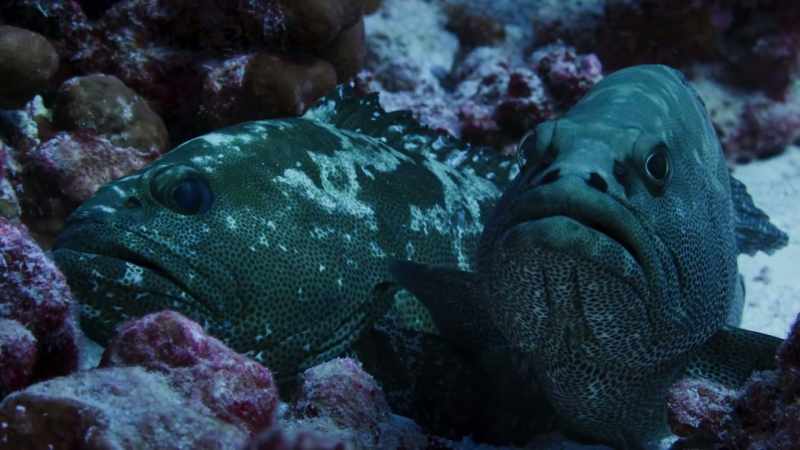 It's an act the groupers seem prepared to die for