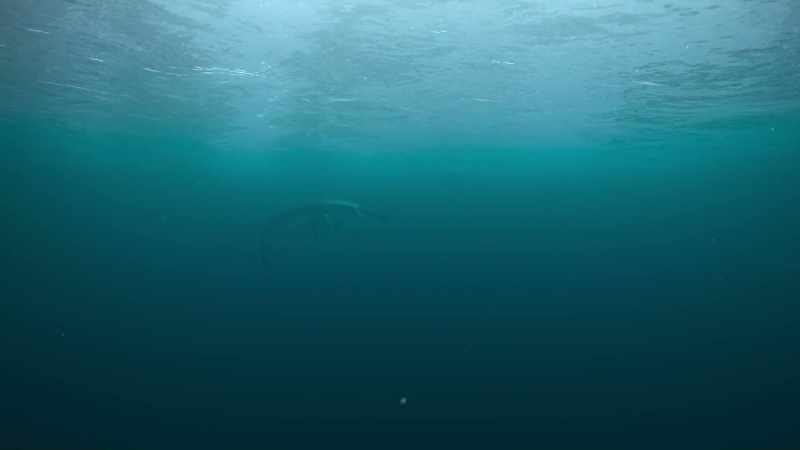It's an attack so swift, the elasmosaur almost certainly never saw it coming