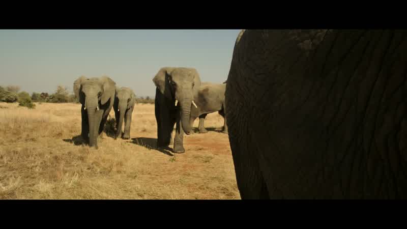 It's an elephant bukkake party