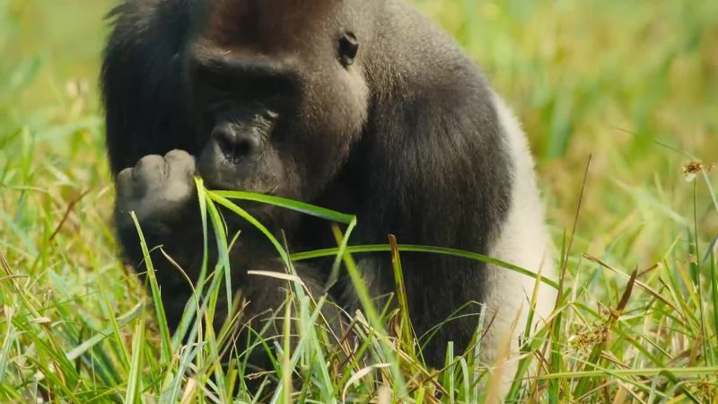 It's an oasis for gorillas and elephants alike