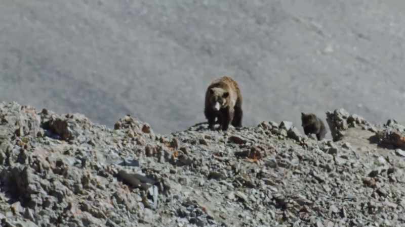 It's an unexpected destination for a large carnivore