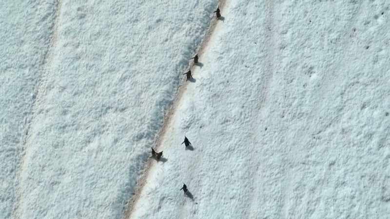 It's an uphill struggle to reach their nesting grounds