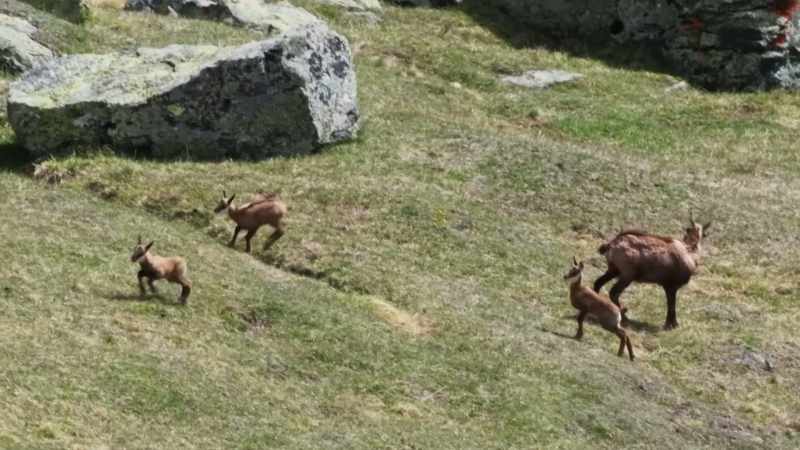 Its attack scatters the herd