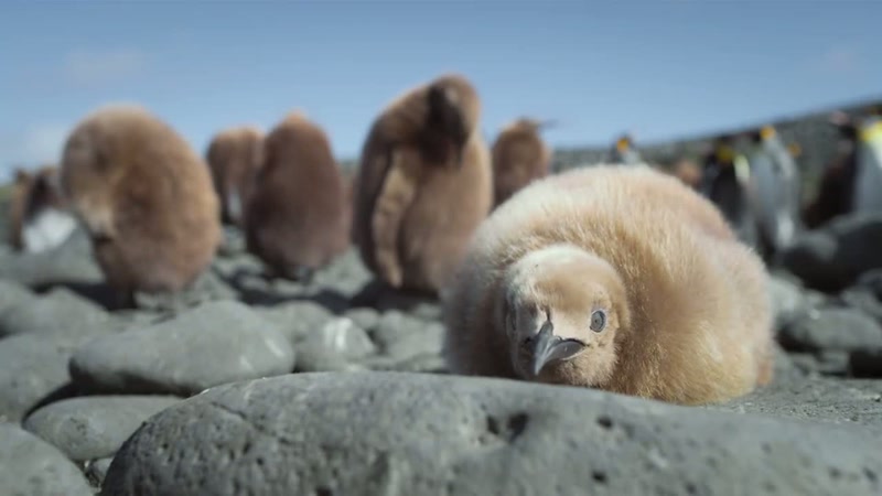 It's been 150 days since the penguin chick last ate