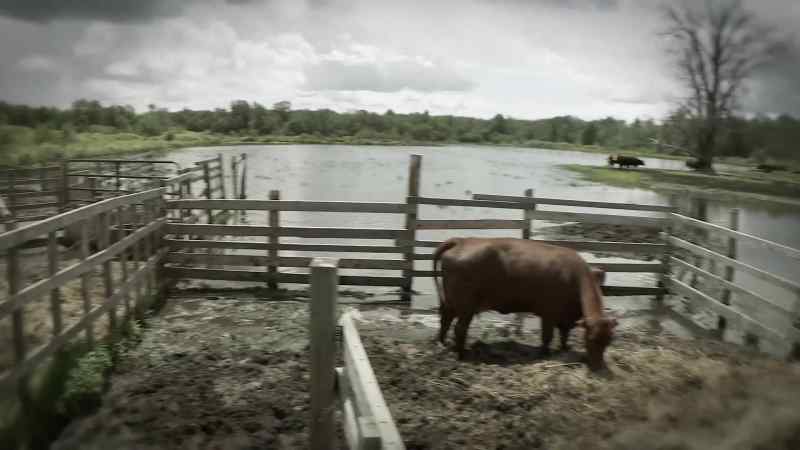 It's been a month since a newborn calf