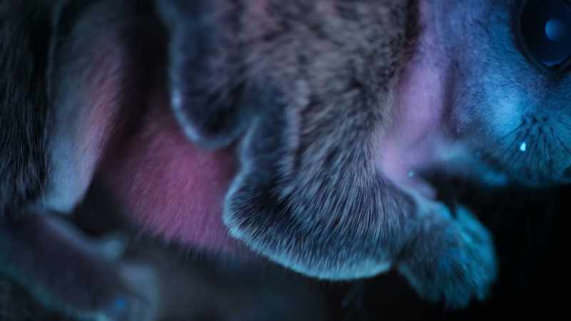 It's believed that their glow-in-the-dark bellies