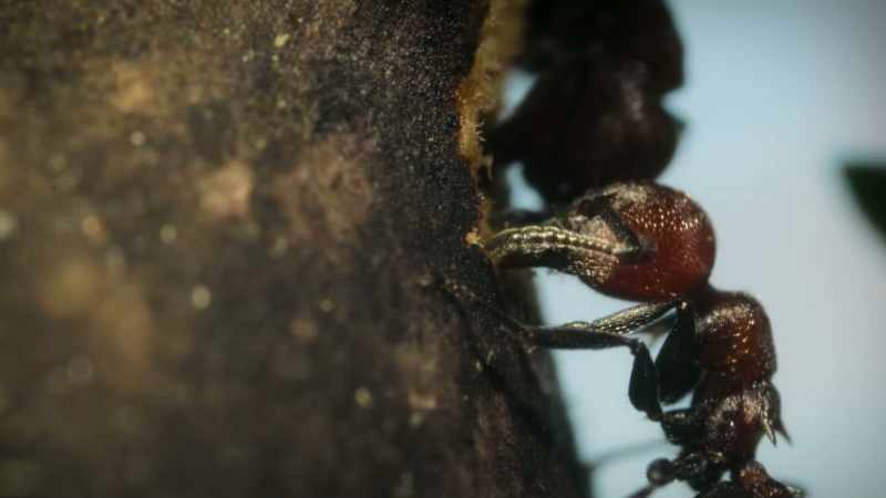 It's believed they use their antennae to judge the perfect angle