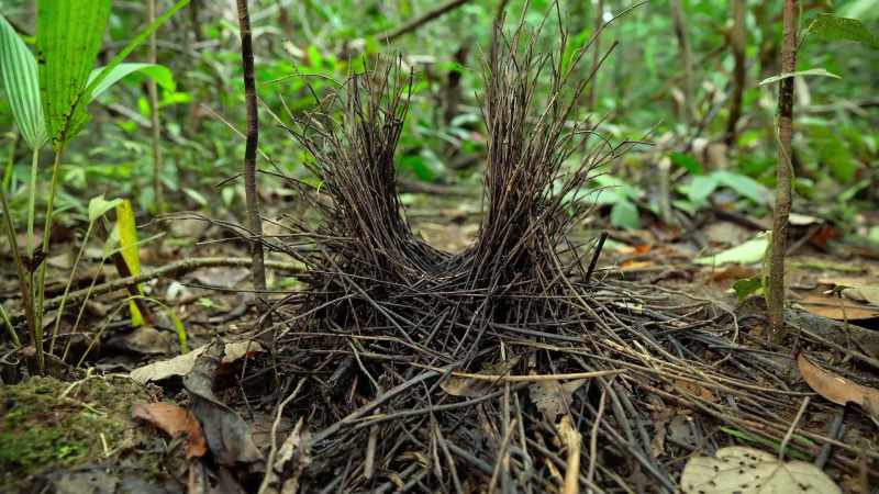 It's built to attract a female bowerbird
