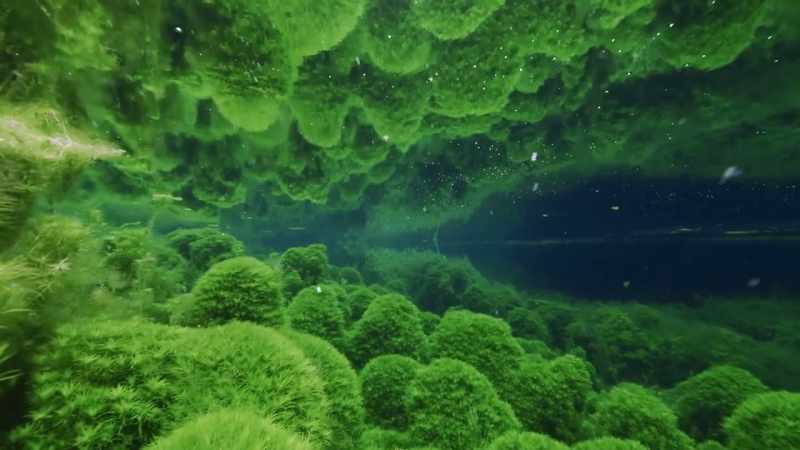 It's carpeted by pipewort, fanwort