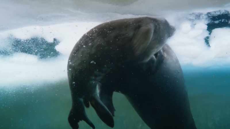 Its chances of surviving here are now extremely good