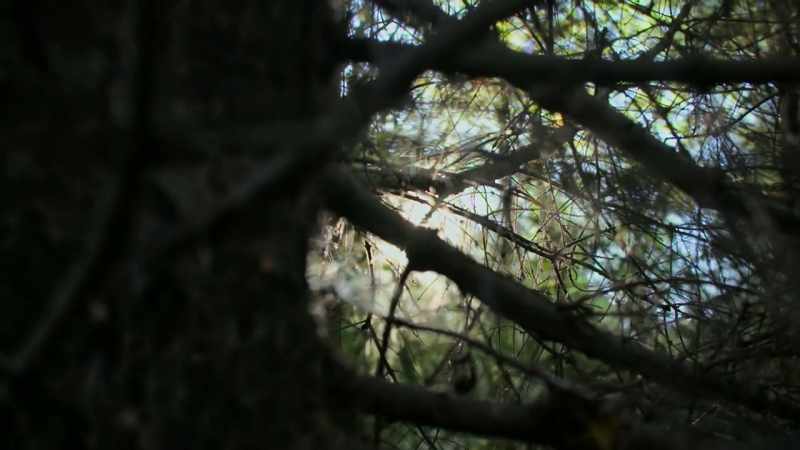 It's clear the faeries are already starting to play mind-games