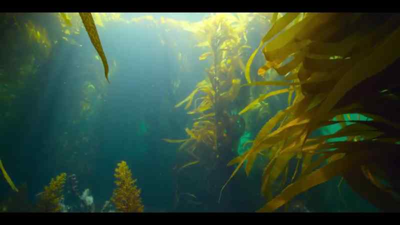 Its cold waters are home to extraordinary species