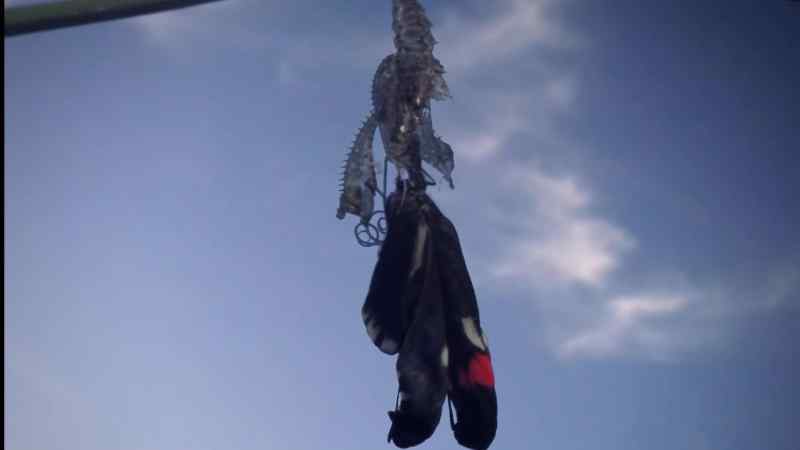Its delicate wings are crumpled and wet