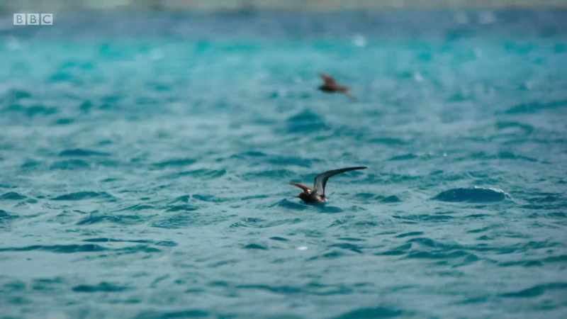 It's difficult for some of them to stay aloft for long