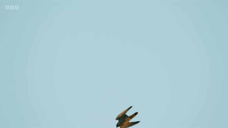 It's difficult for the peregrine to select an individual bird