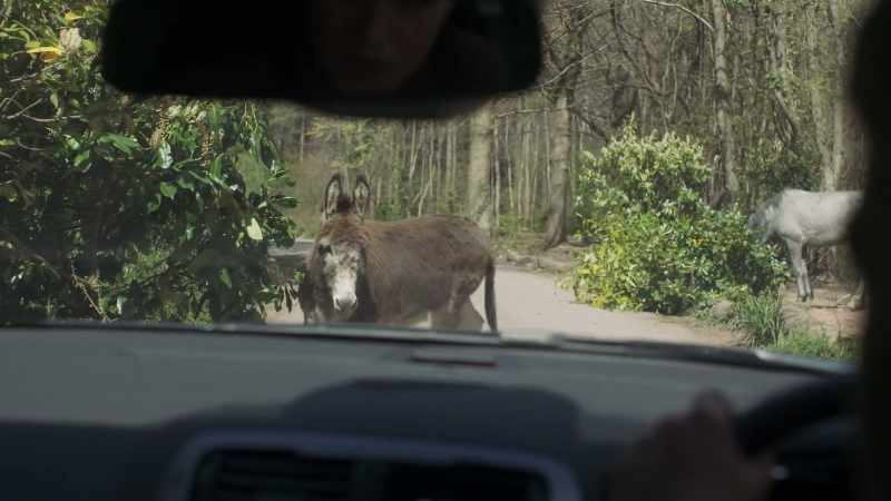 It's donkeys. It's a thing down here, I think