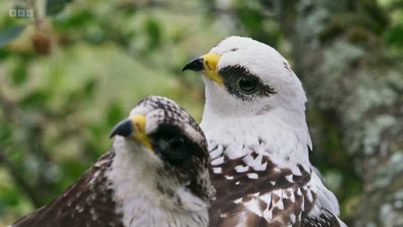 It's fast approaching the time when the chicks