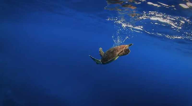 Its favorite food is turtle
