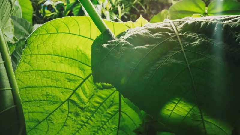 Its giant leaves are already 40cm across