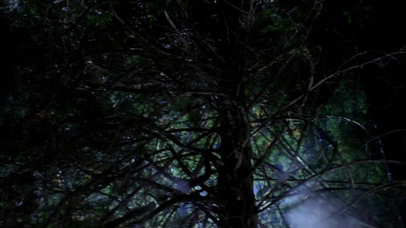 It's got him up in the trees