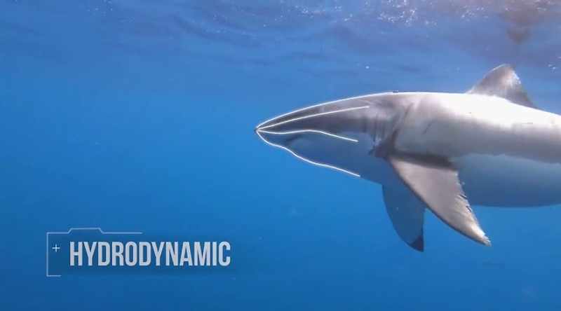 Its head is shaped like torpedo with narrow jaws