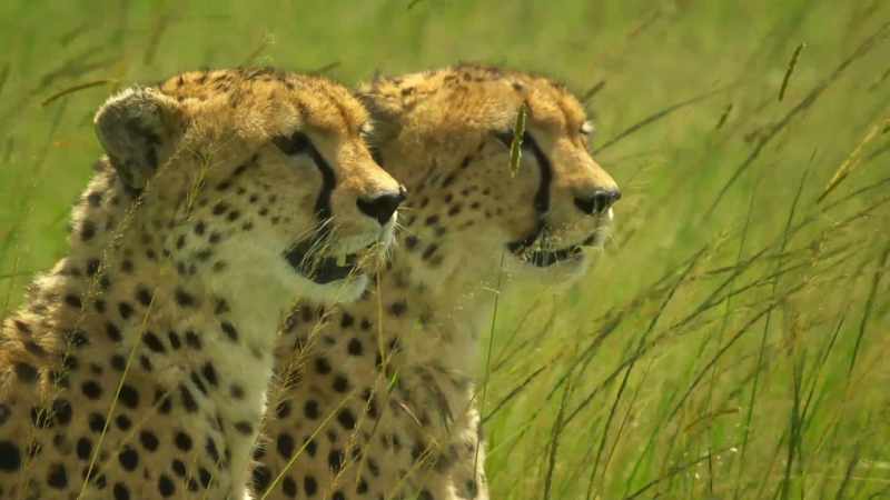 It's for her cubs to show what they've learned