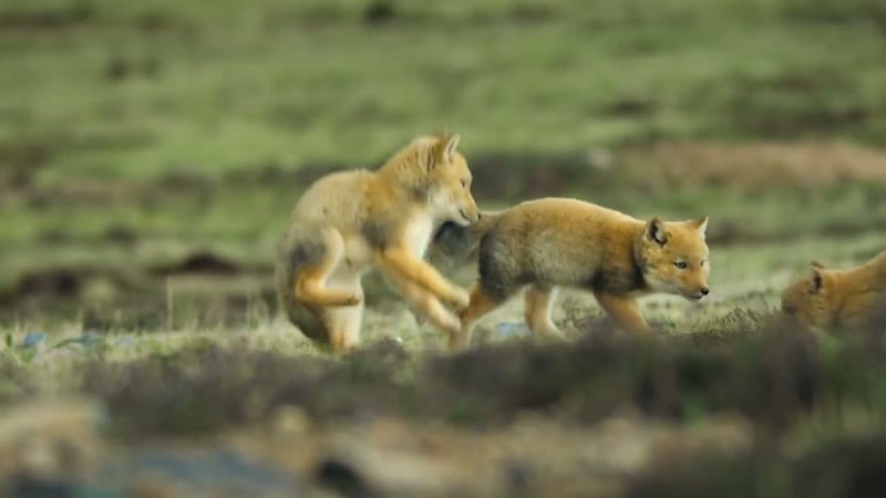 'It's for her three eight-week-old cubs