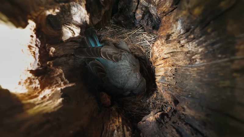 Its hollowed refuge