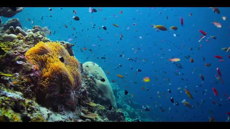 It's home to the world's most famous fish