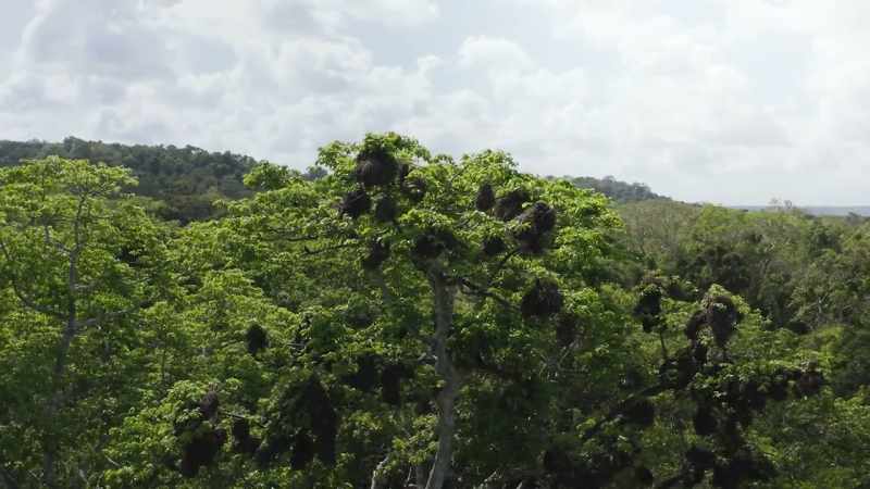 Its immense smooth trunk makes its high branches above