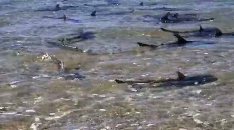 It's just like, it sounds it's the point where the shark