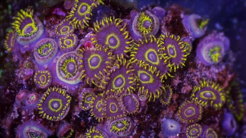 It's kind of amazing that corals are vast, motionless structures