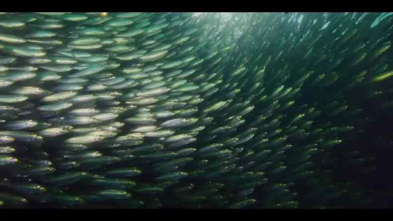 It's known locally as the sardine run