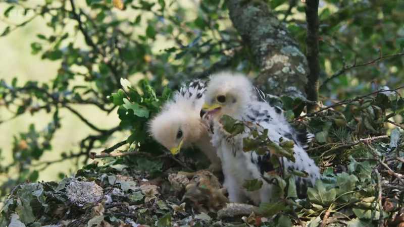 It's late to be nesting, so they need to grow up fast