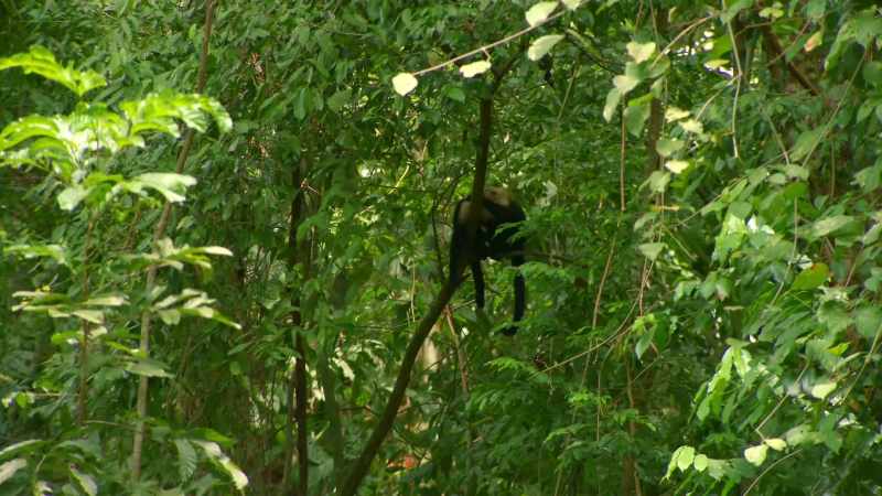 It's like they say, If there's one monkey, there's more