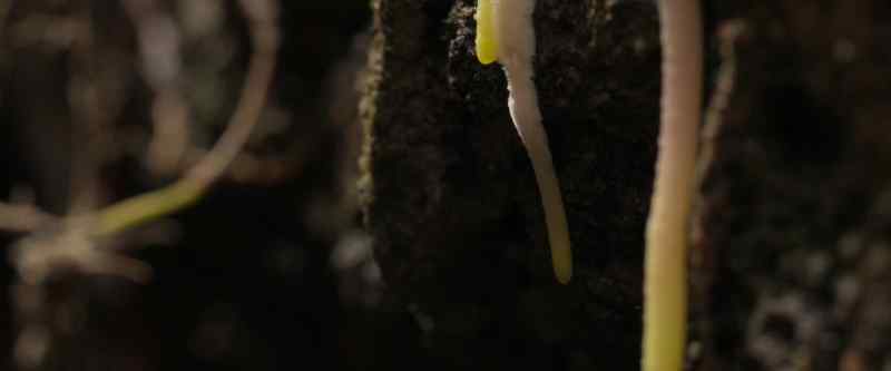 Its long roots reach much deeper underground