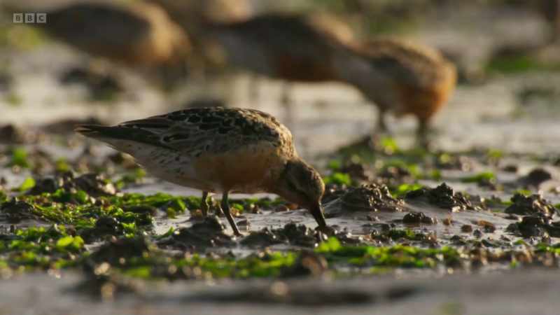It's low tide, and there is plenty of space to forage