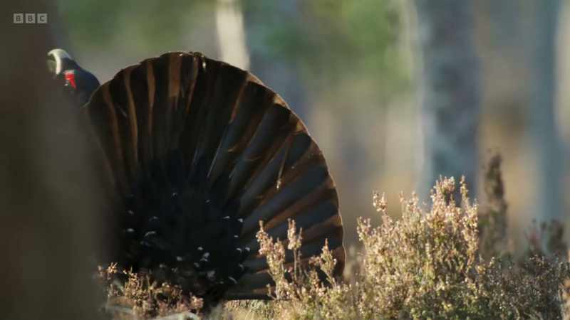 It's mid-April, breeding season
