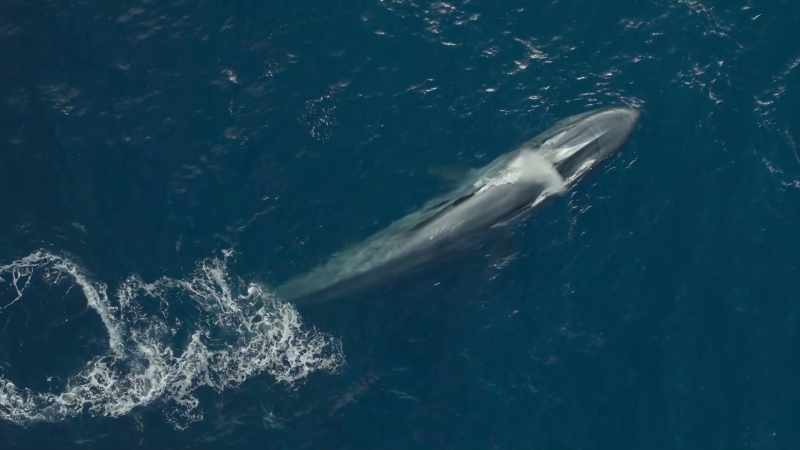 It's more than 30 metres long