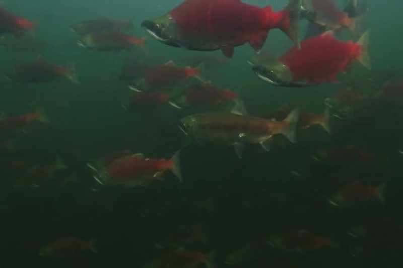 It's more than just our relationship with fish