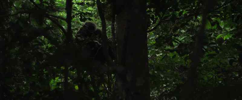 It's morning in the forest