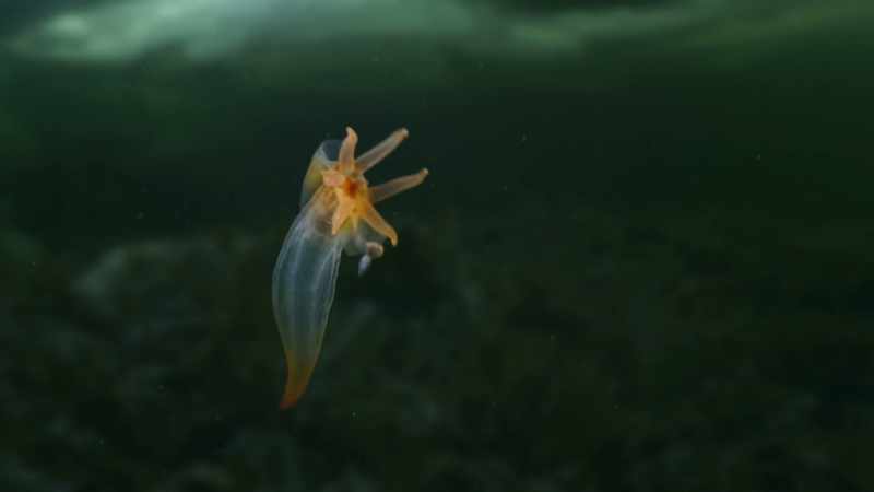 Its mouthparts invert