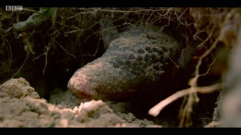 It's not all species that are likely to make us sick