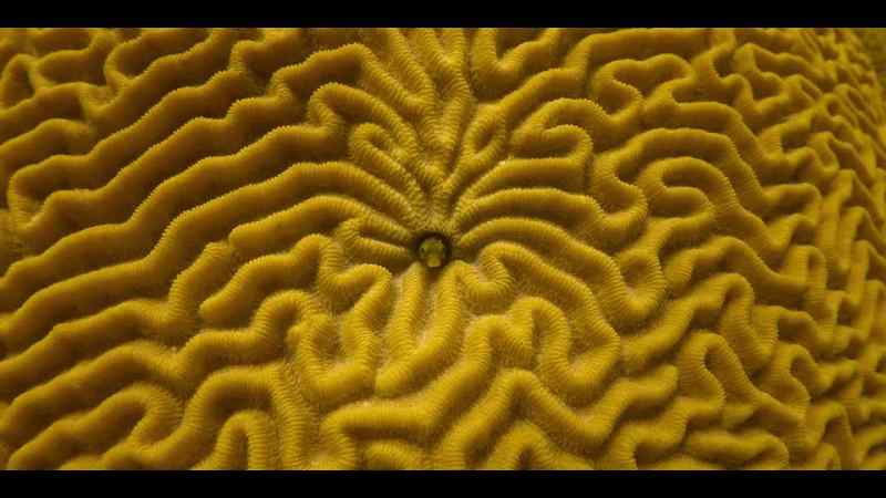 It's not easy to get noticed in this coral carnival