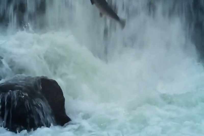 It's not increasing our number of wild fish
