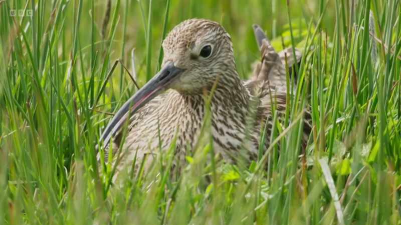 It's not just the changes in farming practises that affect curlew