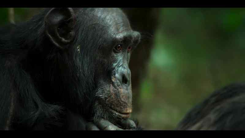 It's not known what chimps understand about death