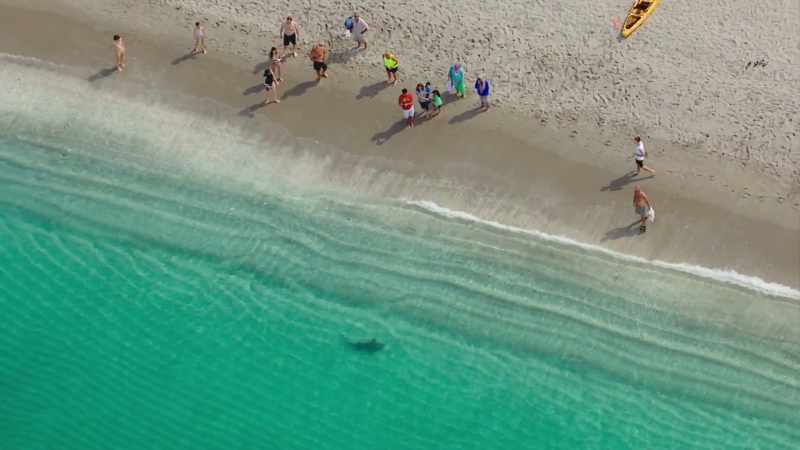 It's not longer enough for coastal creatures