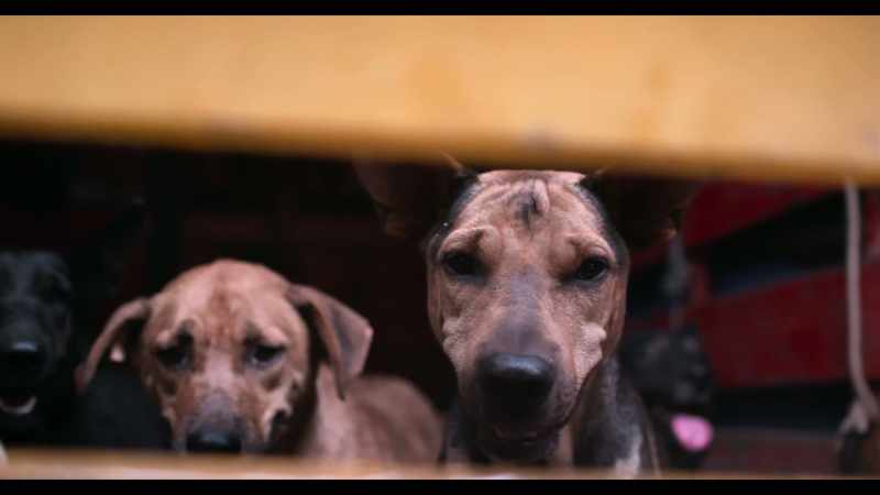 It's not the animals' fault. They don't understand, right?